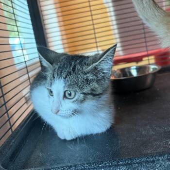 Zebra -  Domestic Short Hair Cat for Adoption in Charleston, South Carolina - Zebra | PetCurious