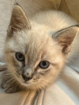 Rescue Domestic Short Hair and Siamese Cats for Adoption in Campbell, California - Coco | PetCurious