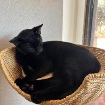 Domestic Short Hair Cats Available for Adoption - Harry | PetCurious