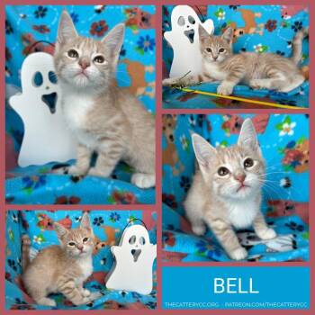 Bell -  Domestic Short Hair Cat for Adoption in Corpus Christi, Texas - Bell | PetCurious