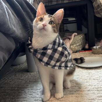 Domestic Short Hair Cats Available for Adoption - Mimi | PetCurious