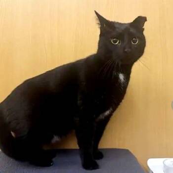 Dante -  Domestic Short Hair Cat for Adoption in Brentwood, Missouri - Dante | PetCurious