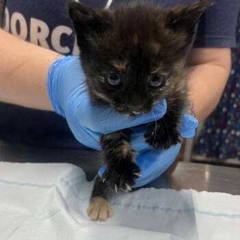 Arachnid -  Domestic Short Hair Cat for Adoption in Summerville, South Carolina - Arachnid | PetCurious