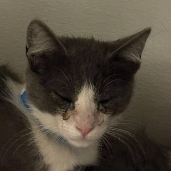 Domestic Short Hair Cats Available for Adoption in Yuma, Arizona - Gerardo | PetCurious