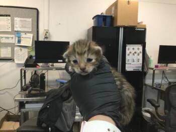 A1920558 -  Domestic Short Hair Cat for Adoption in Thousand Palms, California - A1920558 | PetCurious