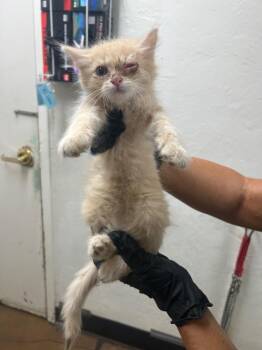 Bubbles -  Domestic Medium Hair Cat for Adoption in Chico, California - Bubbles | PetCurious
