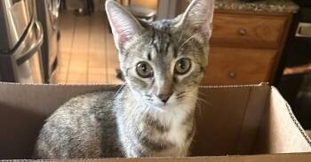 Harper Tabby Draminski 1 -  Domestic Short Hair Cat for Adoption in West Peoria, Illinois - Harper Tabby Draminski 1 | PetCurious