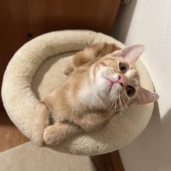 Paul McCartney -  Domestic Short Hair Cat for Adoption in St. Louis, Missouri - Paul McCartney | PetCurious