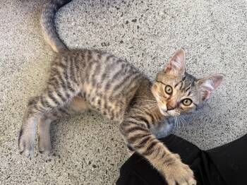 Zoltan -  Domestic Short Hair Cat for Adoption in Berkeley, California - Zoltan | PetCurious