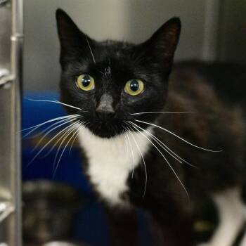 Peaches -  Domestic Short Hair Cat for Adoption in Idaho Falls, Idaho - Peaches | PetCurious