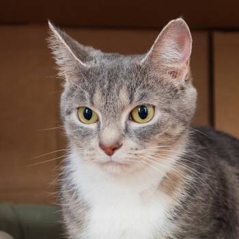 Nala -  Domestic Short Hair Cat for Adoption in Port Washington, New York - Nala | PetCurious