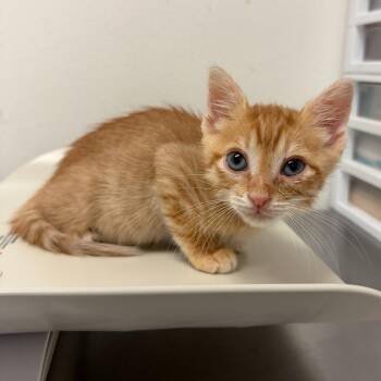 Elvis -  Domestic Short Hair Cat for Adoption in Edinburg, Texas - Elvis | PetCurious