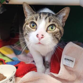 Tigger -  American Shorthair Cat for Adoption in Fort Wayne, Indiana - Tigger | PetCurious
