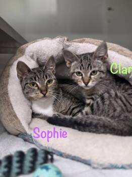 Sophie -  Tabby Cat for Adoption in Crescent City, California - Sophie | PetCurious