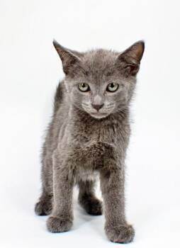 Grayson -  Domestic Short Hair Cat for Adoption in Morton Grove, Illinois - Grayson | PetCurious