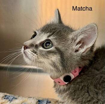 Matcha -  Domestic Short Hair and Tabby Cat for Adoption in St. George, Utah - Matcha | PetCurious