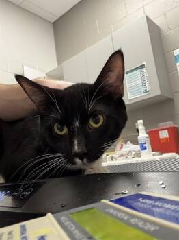 Domestic Short Hair Cats Available for Adoption in Indianapolis, Indiana - ODIN | PetCurious