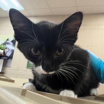 Schnitzel -  Domestic Short Hair Cat for Adoption in Birmingham, Alabama - Schnitzel | PetCurious