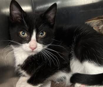 BONNIE -  Domestic Short Hair Cat for Adoption in Santa Cruz, California - BONNIE | PetCurious