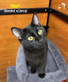 Domestic Short Hair Cats Available for Adoption - Ben (Bonded W/Jerry) | PetCurious