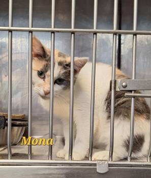 Mona -  Dilute Calico Cat for Adoption in Stanton, Kentucky - Mona | PetCurious