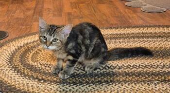 Ember -  Domestic Short Hair Cat for Adoption in South Bend, Indiana - Ember | PetCurious