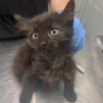 Biggie -  Domestic Medium Hair Cat for Adoption in Summerville, South Carolina - Biggie | PetCurious