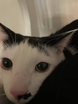 Arnie -  Domestic Short Hair Cat for Adoption in Ferndale, Michigan - Arnie | PetCurious