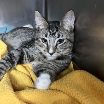 Vermithor -  Domestic Short Hair Cat for Adoption in Lakeland, Florida - Vermithor | PetCurious
