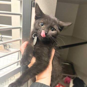 BOOP -  Domestic Short Hair Cat for Adoption in Aurora, Colorado - BOOP | PetCurious