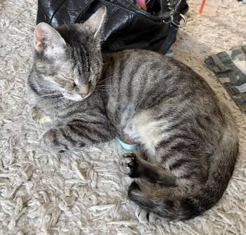 Millie -  Domestic Short Hair Cat for Adoption in Philadelphia, Pennsylvania - Millie | PetCurious
