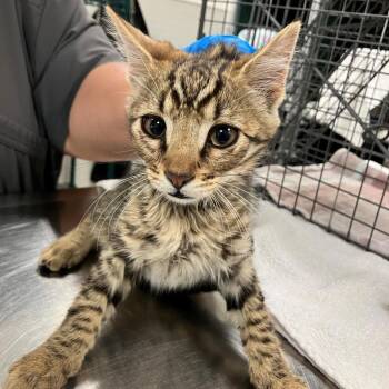 108401 -  Domestic Short Hair Cat for Adoption in Las Cruces, New Mexico - 108401 | PetCurious