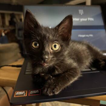Lollipop -  Domestic Short Hair Cat for Adoption in Shelbyville, Indiana - Lollipop | PetCurious