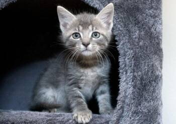 Kavu 23944 -  Domestic Short Hair Cat for Adoption in Monroe, Georgia - Kavu 23944 | PetCurious