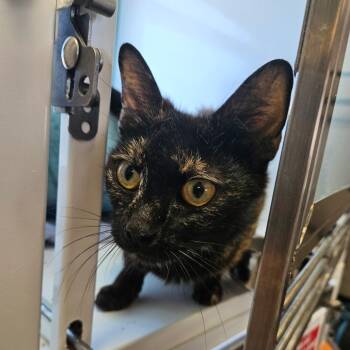 Tabitha -  Domestic Short Hair Cat for Adoption in Ridgely, Maryland - Tabitha | PetCurious