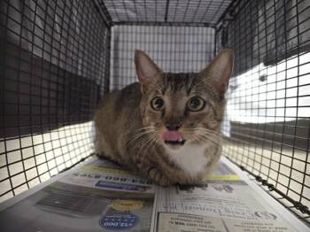 Domestic Short Hair Cats Available for Adoption in Fort Lauderdale, Florida - SMOOTHIE | PetCurious