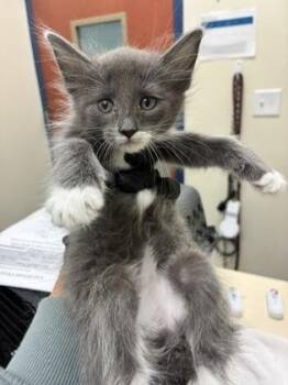 Maeby Funke -  Domestic Short Hair Cat for Adoption in Charleston, South Carolina - Maeby Funke | PetCurious