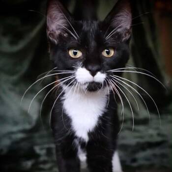December -  Domestic Short Hair Cat for Adoption in Republic, Missouri - December | PetCurious