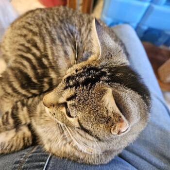 Domestic Short Hair Cats Available for Adoption - Zane | PetCurious