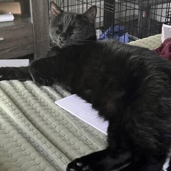 Domestic Short Hair Cats Available for Adoption in Las Vegas, Nevada - Billie | PetCurious