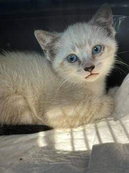 Turnip -  Domestic Short Hair Cat for Adoption in Emerald Isle, North Carolina - Turnip | PetCurious