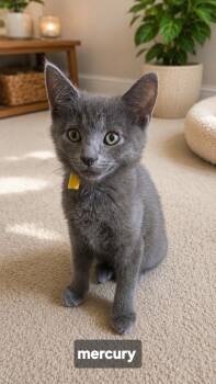 Mercury -  Domestic Short Hair and Tabby Cat for Adoption - Mercury | PetCurious