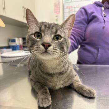 Comet Billy Jean -  Domestic Short Hair Cat for Adoption in Matteson, Illinois - Comet Billy Jean | PetCurious