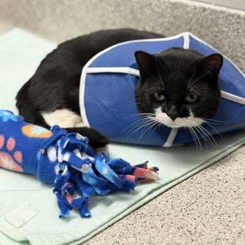 Domestic Short Hair Cats Available for Adoption - MONSTERA | PetCurious