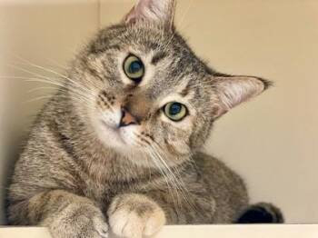 Jamie Bond -  Domestic Short Hair Cat for Adoption in Chamblee, Georgia - Jamie Bond | PetCurious