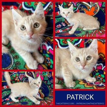 Patrick -  Domestic Short Hair Cat for Adoption in Corpus Christi, Texas - Patrick | PetCurious