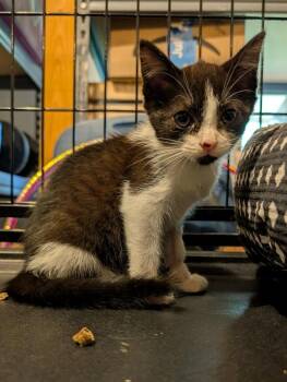 Scarlett -  Domestic Short Hair Cat for Adoption in Emerald Isle, North Carolina - Scarlett | PetCurious