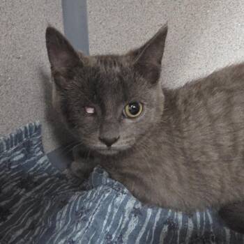 Robin -  Domestic Short Hair Cat for Adoption in Oshkosh, Wisconsin - Robin | PetCurious