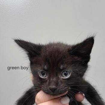 Jaden -  Domestic Short Hair Cat for Adoption in Sand Springs, Oklahoma - Jaden | PetCurious