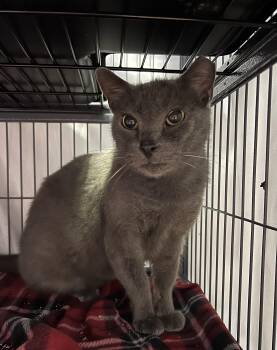 Rescue Russian Blue Cats for Adoption in Maitland, Florida - Blue Bear | PetCurious